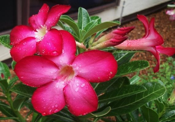 Rosa del desierto (Adenium obesum): cultivo y cuidados