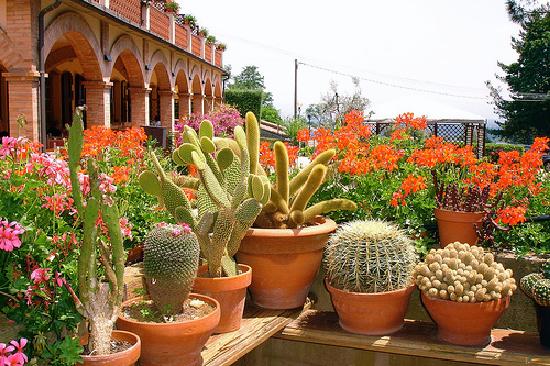 Ejemplares de cactus columnares y globosos en cultivo
