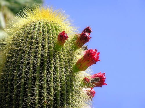 Usos de los cactus: alimentación, carmín, forraje y jardín