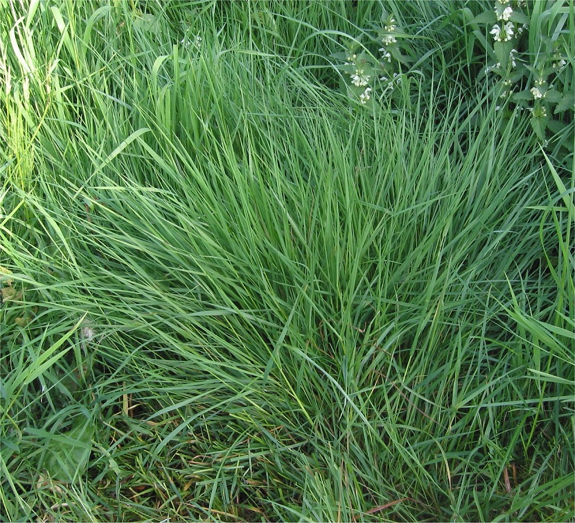 Mata de Agrostis stolonifera con sus estolones rastreros