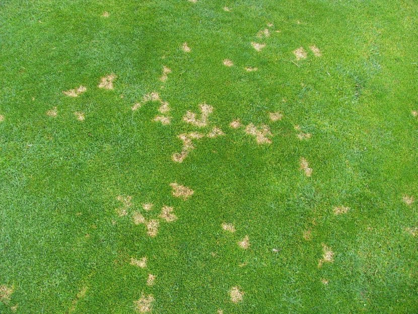 Síntomas de dollar spot sobre césped