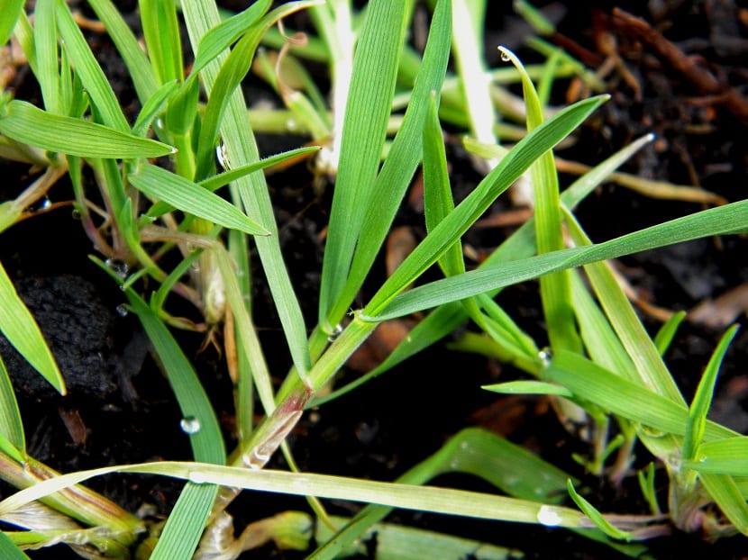Detalle de la hoja de festuca arundinácea
