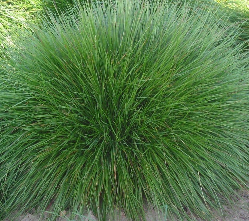Festuca ovina: la gramínea en matas para jardines secos