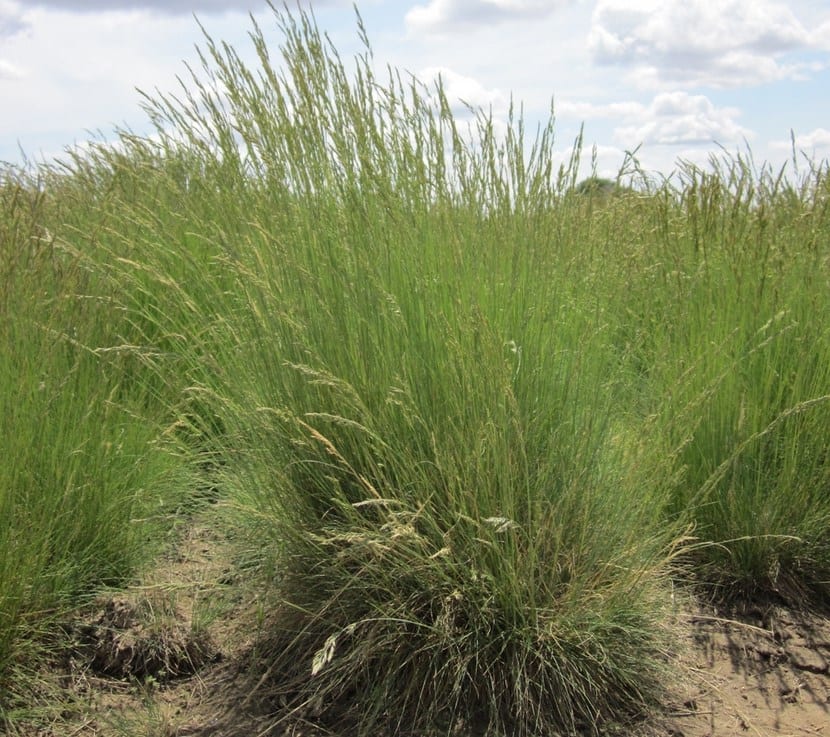 Mata de Festuca ovina con hoja fina y azulada