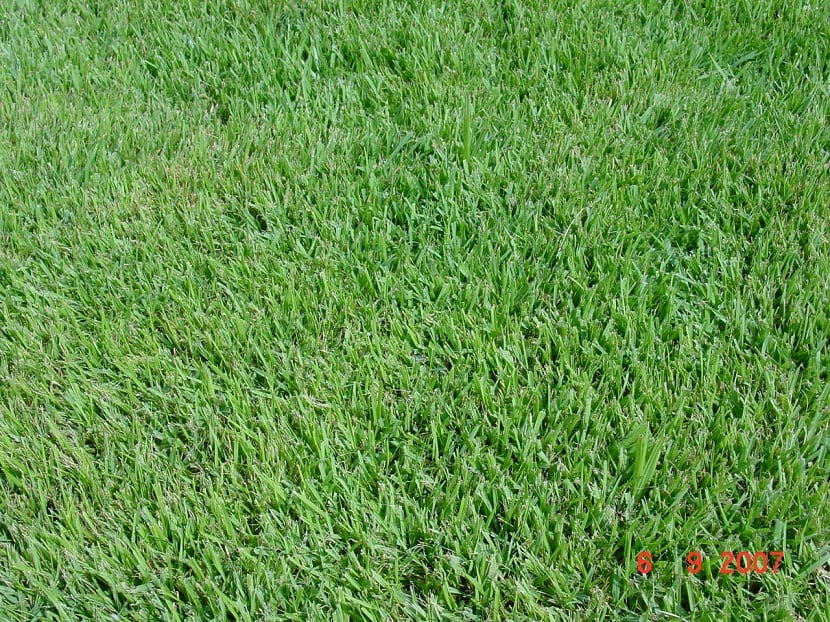 Festuca rubra subespecie rubra, la variedad rizomatosa