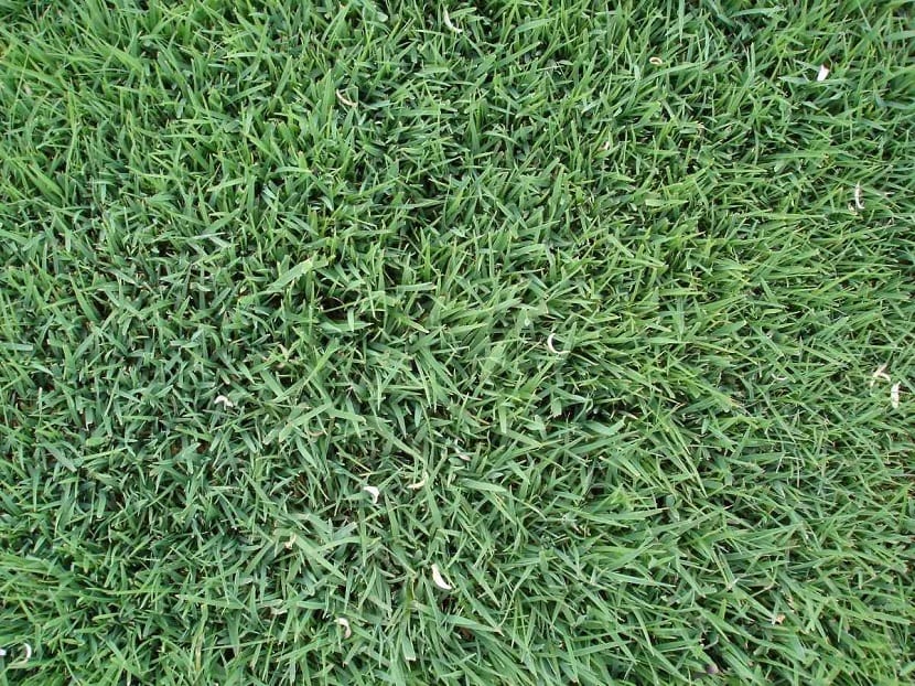 Césped de Festuca rubra de hoja fina