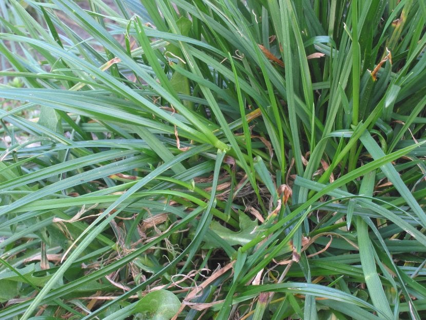 Hojas de Lolium perenne con el envés brillante característico