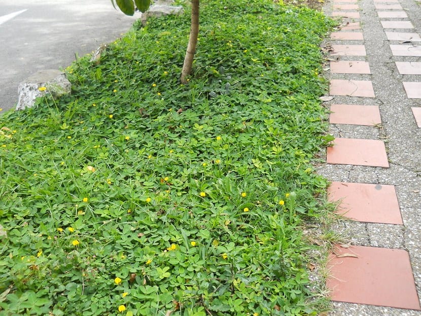 Alternativas al césped: tapizantes, praderas y jardín seco