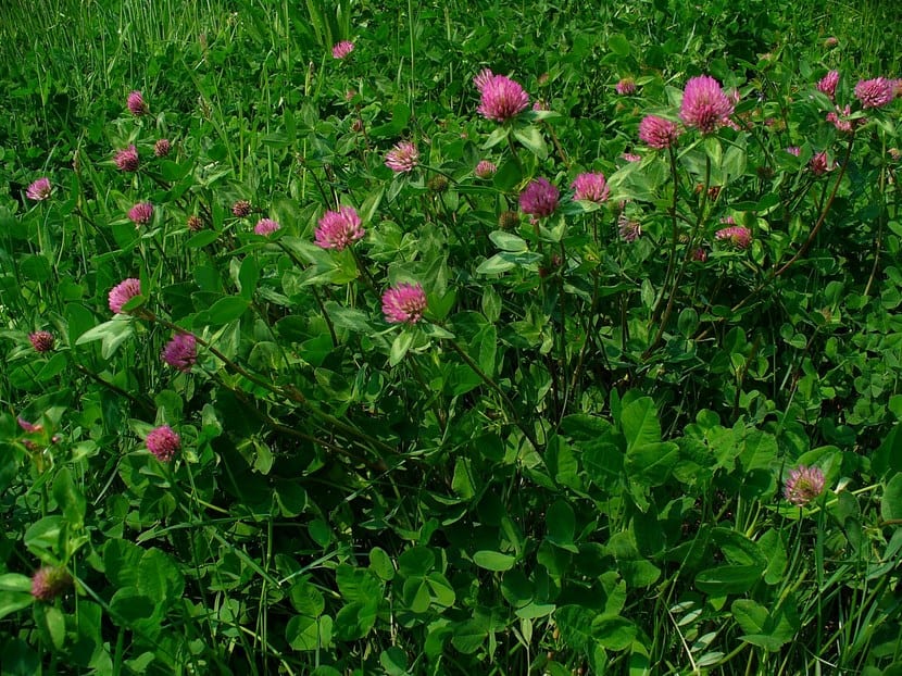 Ejemplo de sustitutos del césped en un jardín
