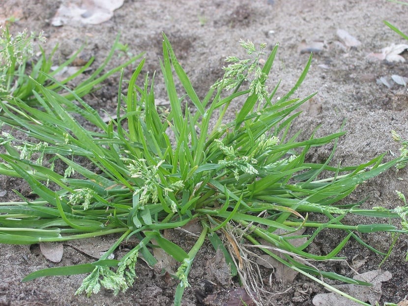 Mata de Poa annua crecida y en floración