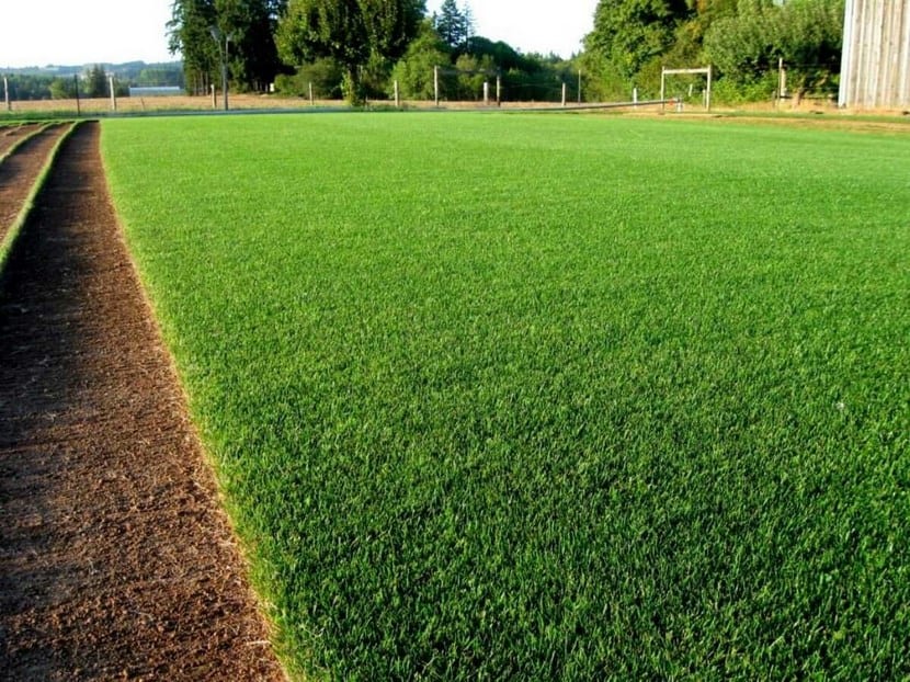 Raygrass perenne: siembra, riego y siega paso a paso