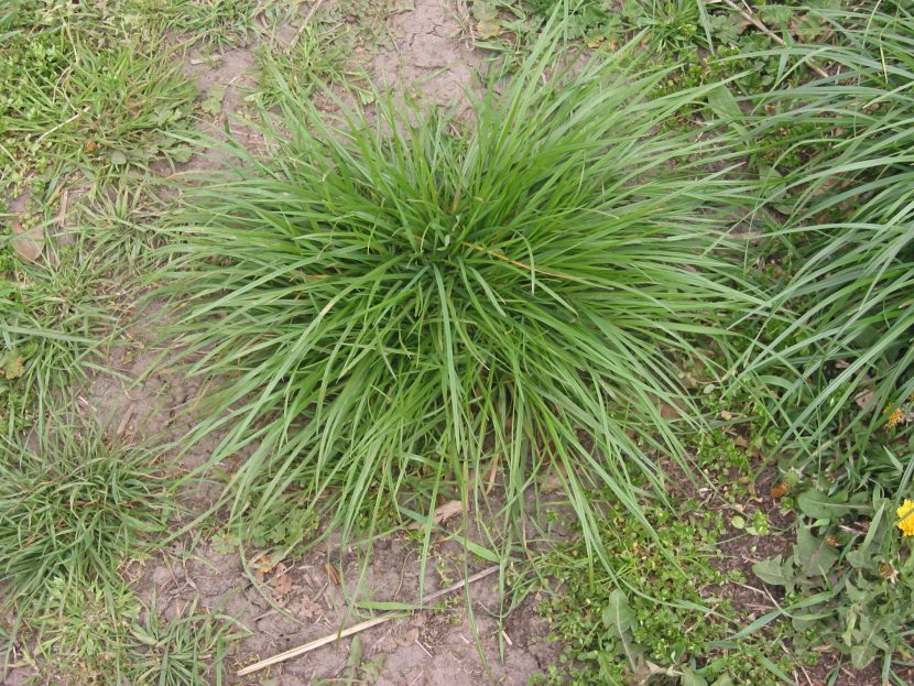 Detalle de mata de Lolium perenne