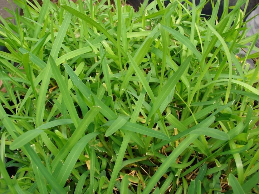 Césped de Stenotaphrum secundatum o grama americana