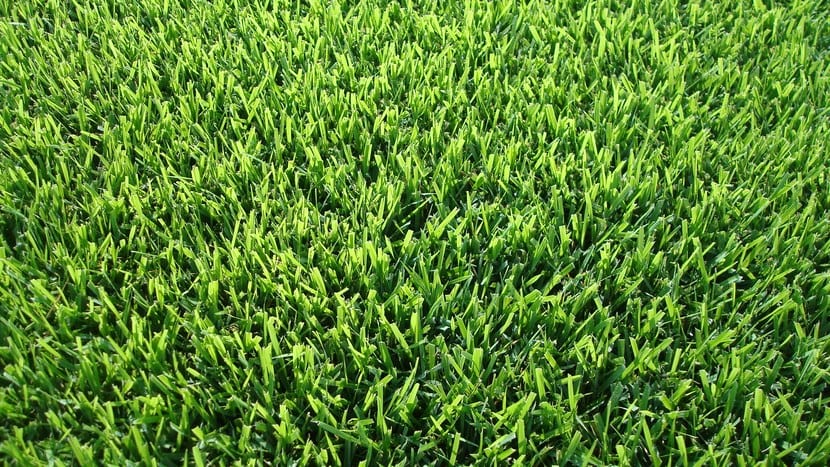 Aptenia, Zoysia y Lippia: tres sustitutas del césped