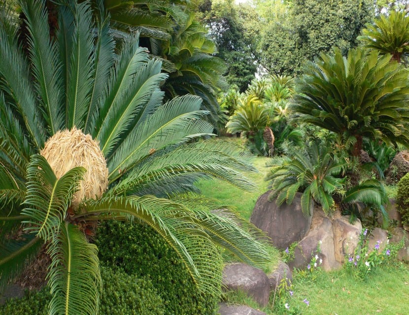 La cica (Cycas revoluta): cuidados, riego, frío y plagas