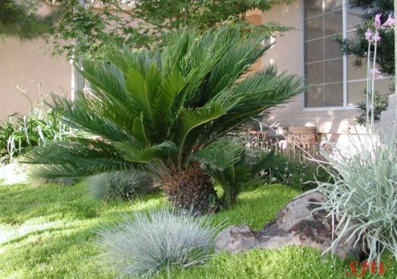 Cycas revoluta: qué es realmente y cómo cultivarla bien