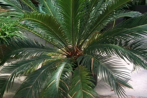 Plagas y enfermedades de la Cycas revoluta: guía práctica