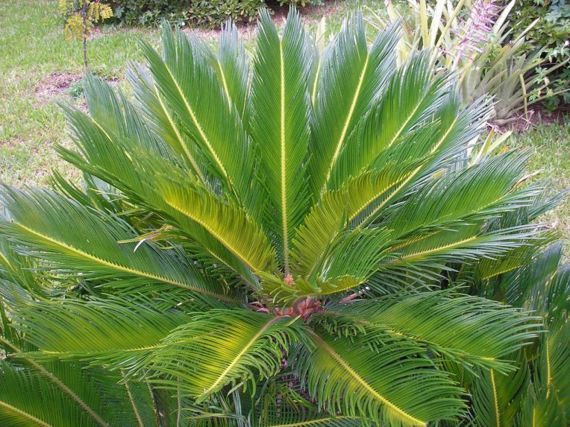 Especies de Cycas: cuál elegir según el clima de tu jardín