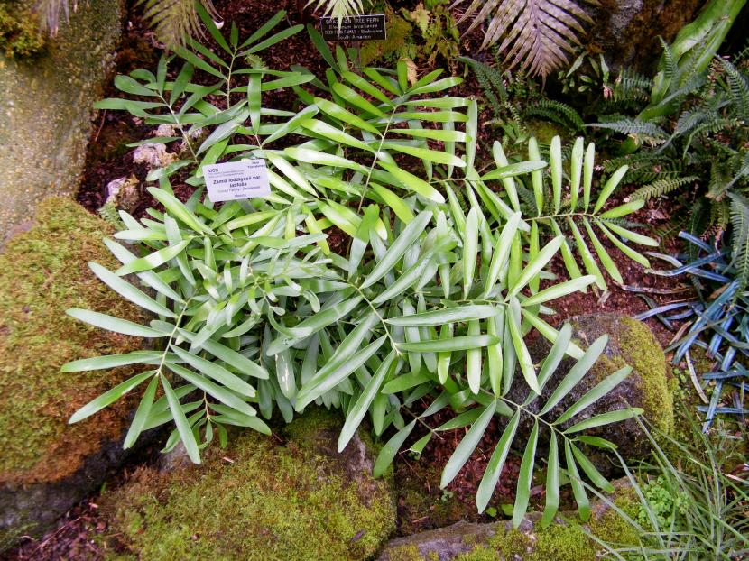 Hojas de Zamia loddigesii variedad latifolia