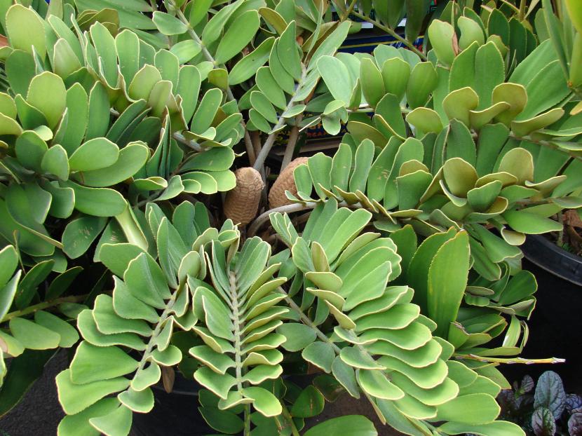 Zamia: cuidados, especies y errores frecuentes de cultivo