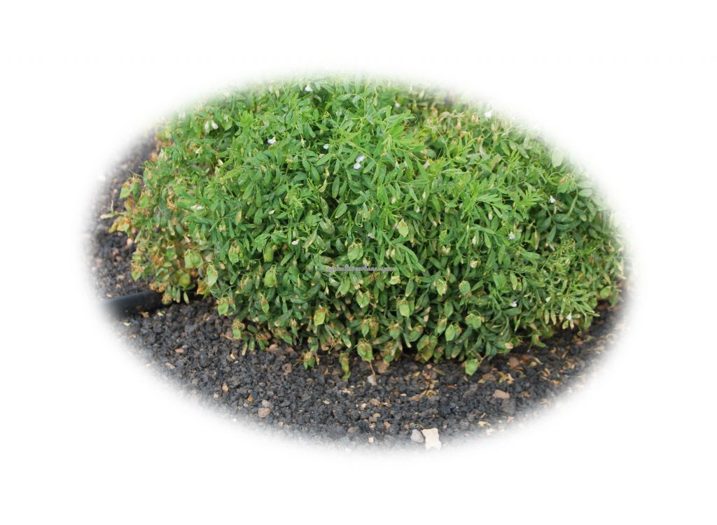 Como cultivar  Lentejas en maceta