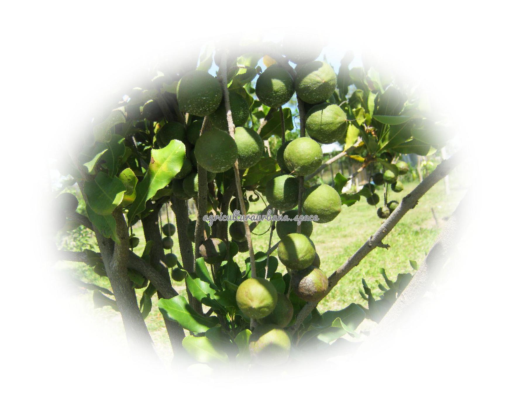 Como sembrar  Macadamia en casa