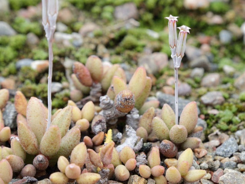 Ejemplar de Adromischus marianae con hojas globosas y textura rugosa
