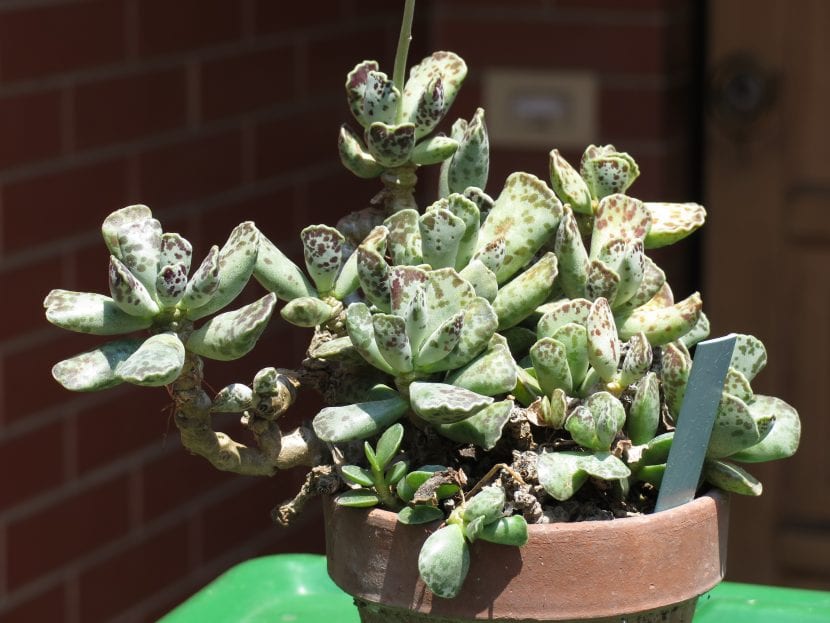 Adromischus cooperi con sus hojas moteadas