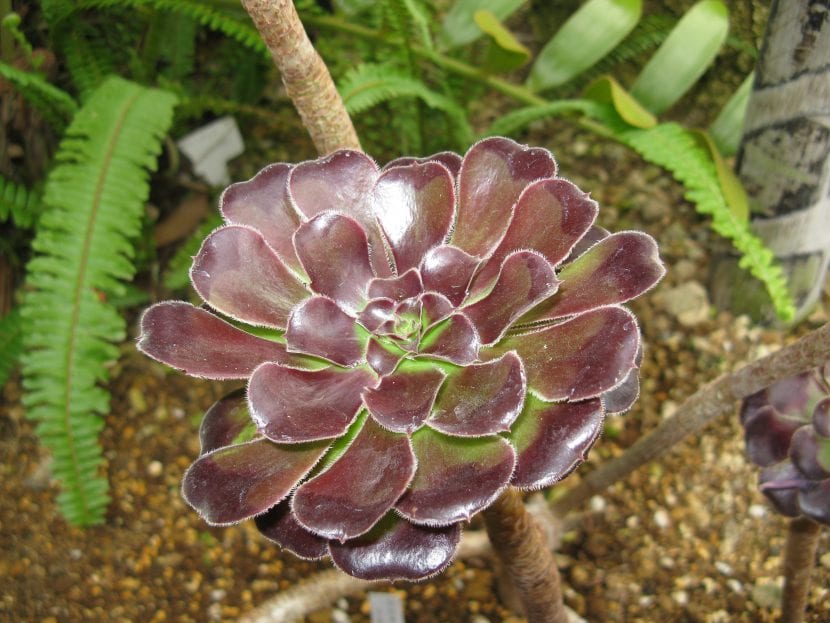 Aeonium arboreum Atropurpureum de hoja púrpura