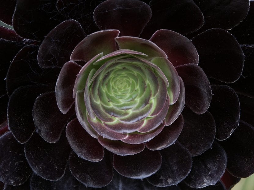 Ejemplar de Aeonium arboreum con sus rosetas terminales