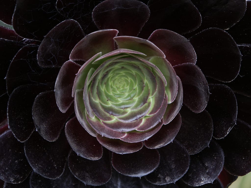 Aeonium arboreum: cuidados, riego, sol y esquejes