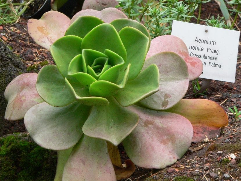 Roseta de Aeonium nobile con sus hojas gruesas