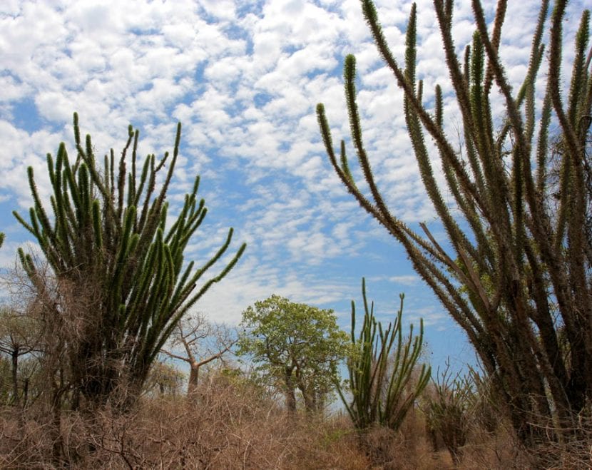 Alluaudia procera creciendo en el bosque espinoso de Madagascar
