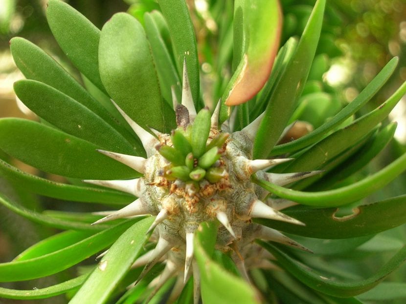 Detalle de las hojas y espinas del tallo de Alluaudia procera