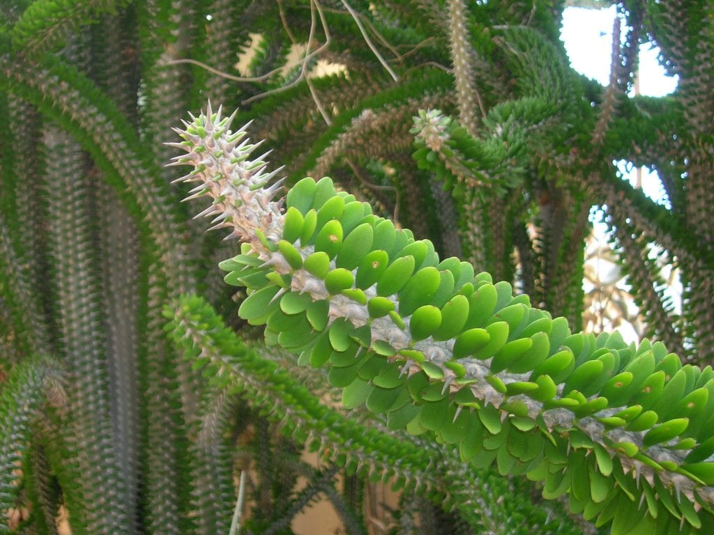 Alluaudia, la suculenta espinosa de Madagascar y sus cuidados