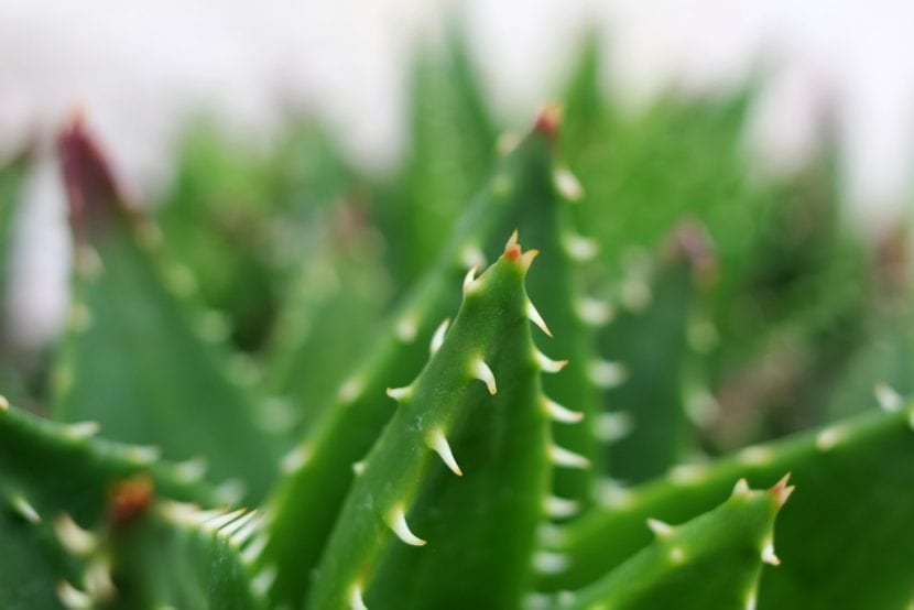 Detalle de las hojas dentadas y glaucas del Aloe brevifolia