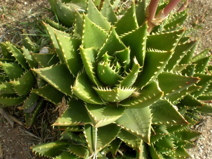 Roseta de Aloe nobilis con dientes amarillos en el borde de las hojas