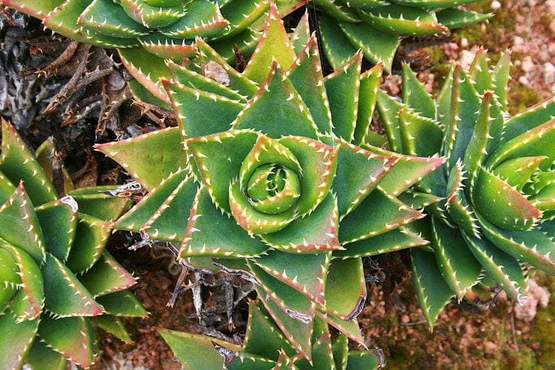 Aloe nobilis: el híbrido de dientes dorados y sus cuidados
