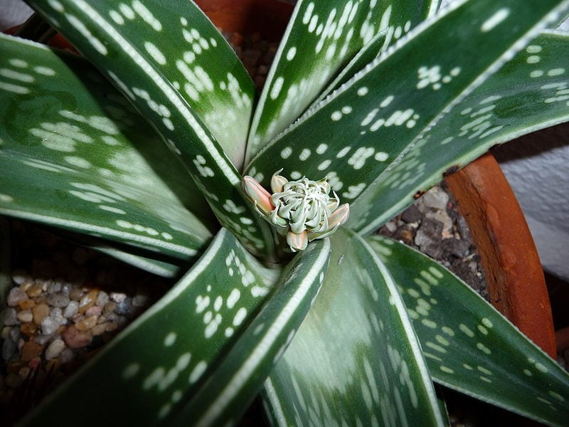 Aloe variegata (Gonialoe variegata): cuidados del aloe tigre