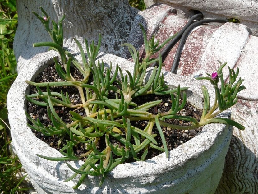Delosperma cooperi cultivada en maceta