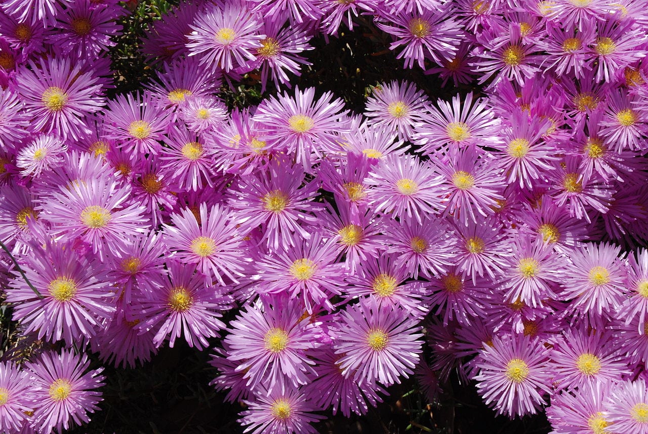 Delosperma: cultivo, riego, resistencia al frío y esquejes