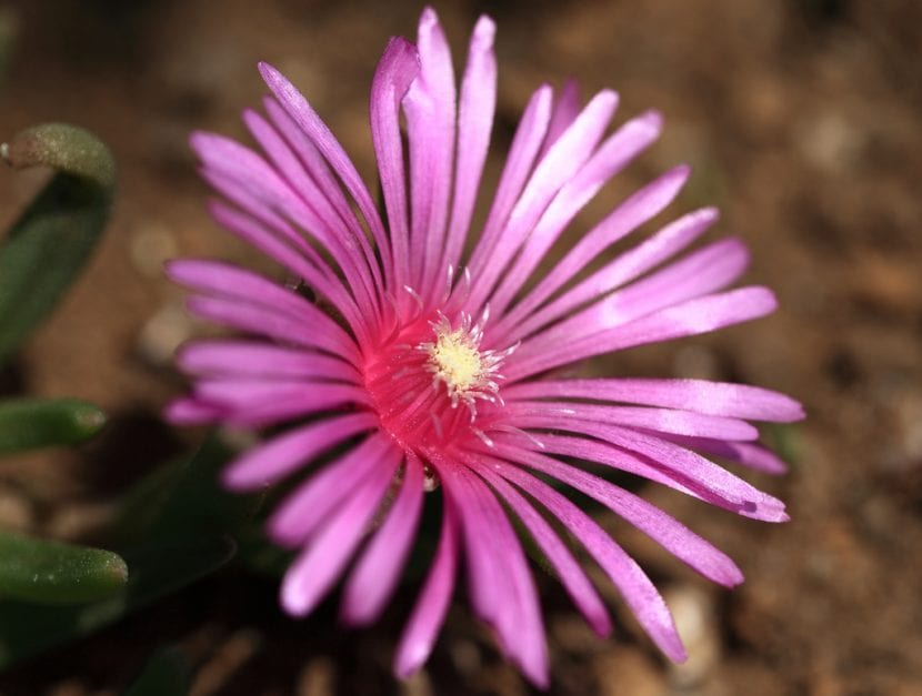 Mata de Delosperma cooperi en plena floración