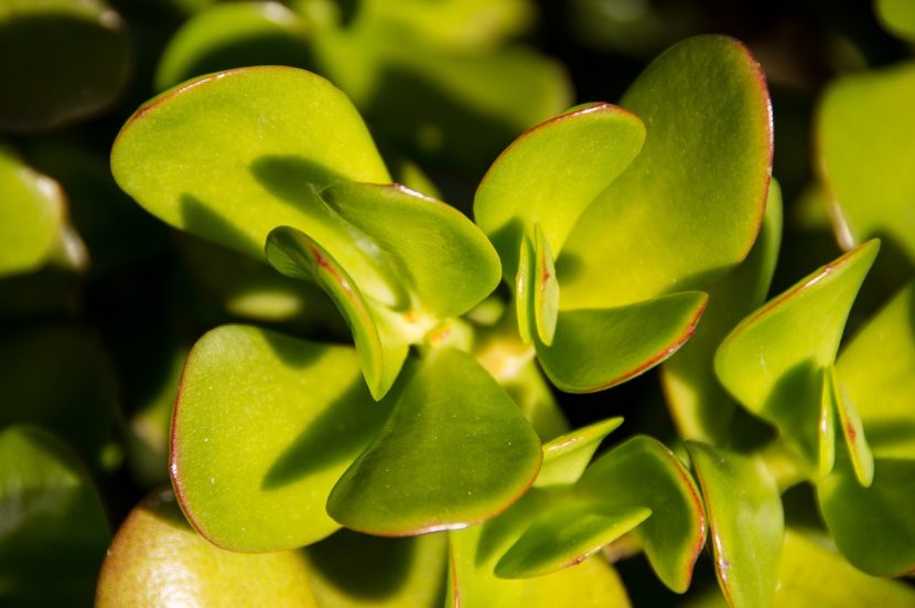 Ejemplar adulto de Crassula ovata o planta de jade