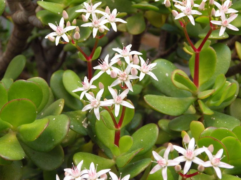 Flores blancas de Crassula ovata en invierno