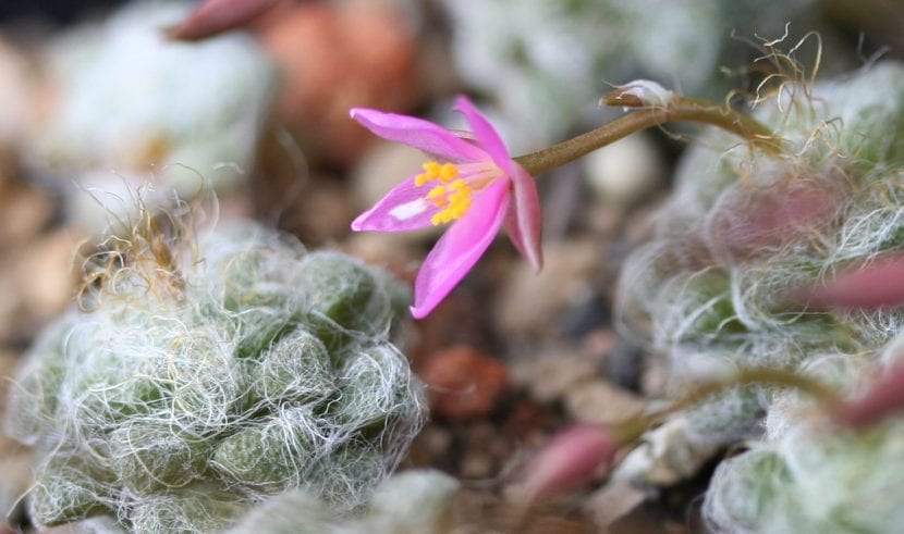 Flor rosa abierta de Anacampseros namaquensis entre las hojas cubiertas de filamentos