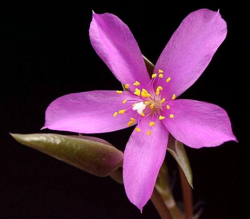 Rosetas compactas de Anacampseros rufescens con hojas de color púrpura