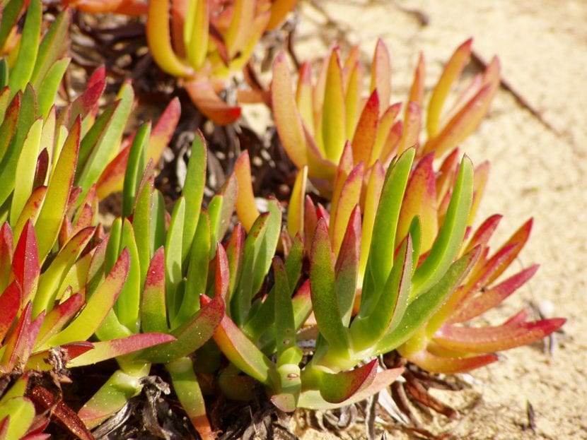 Detalle de las hojas triangulares y carnosas de Carpobrotus edulis