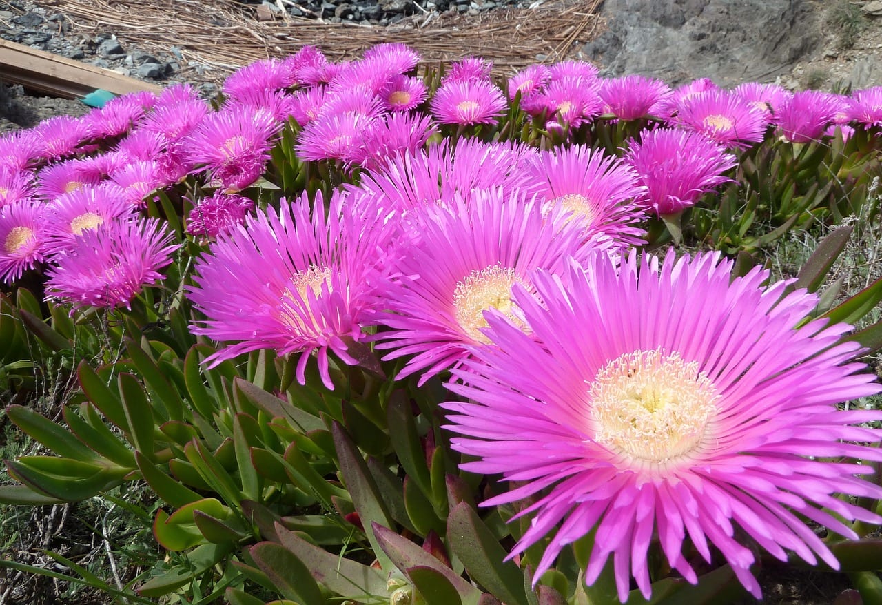 Carpobrotus o uña de león: cuidados, riesgos y alternativas