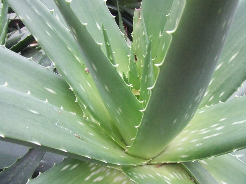 Hojas carnosas de Aloe vera con dientes blanquecinos en el margen