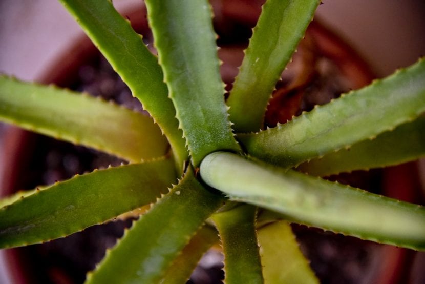 Planta de Aloe vera con hojas dañadas y aspecto enfermo